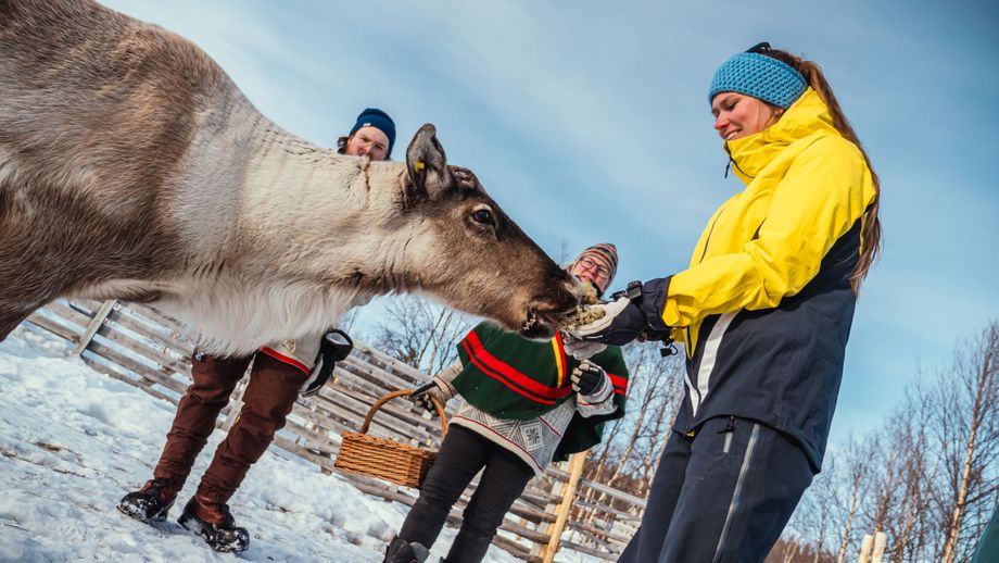 Rendieren voeren bij de Sami
