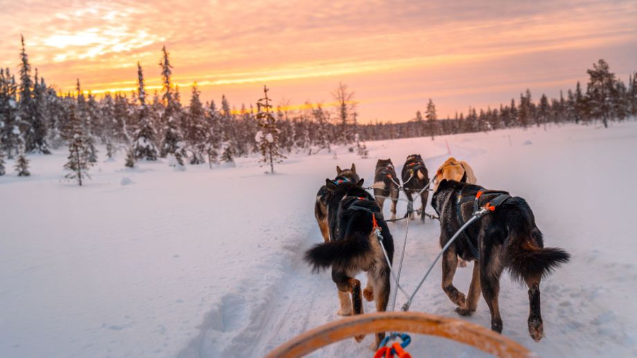 Op pad met sledehonden tijdens je wintersportvakantie in Scandinavië.