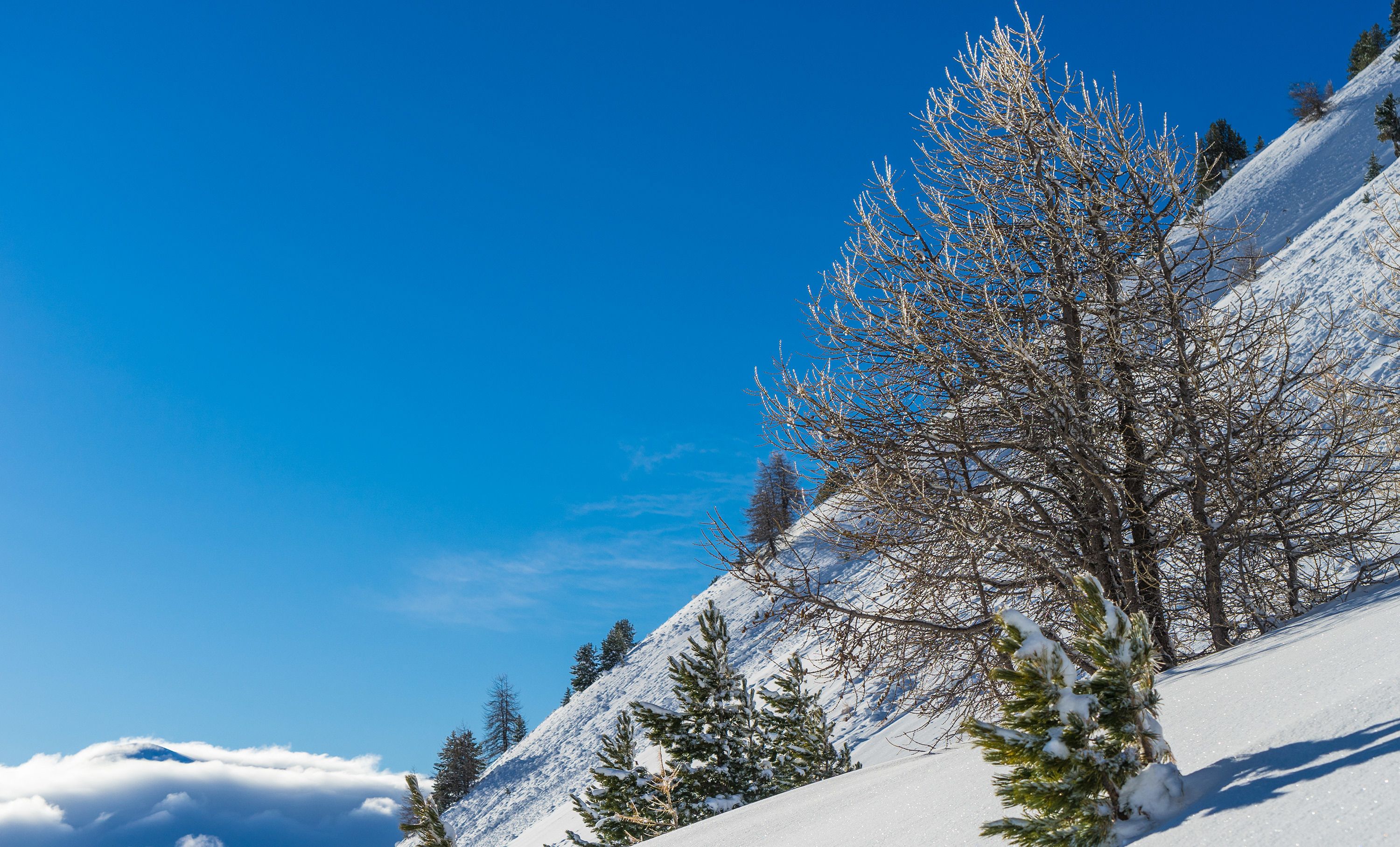 Mooie bomen in het skigebied van Vars